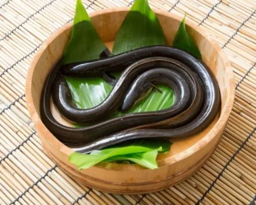 Đặc điểm của lươn