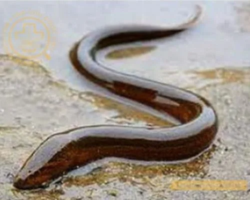 Tác dụng của lươn