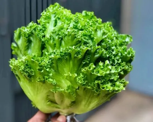 xà lách thủy tinh là gì