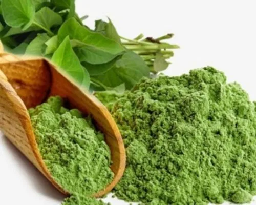 cách uống bột diếp cá