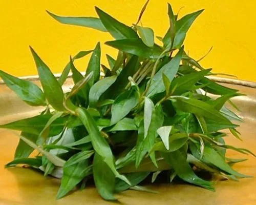 Công dụng của rau răm