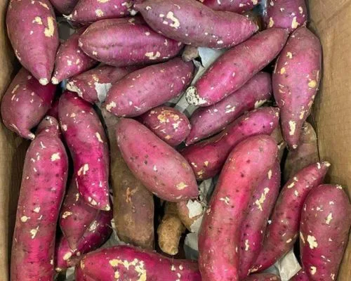 Lưu ý khi sử dụng khoai lang