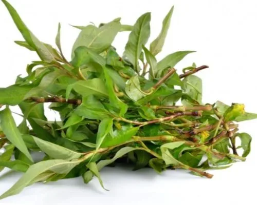 Lưu ý khi sử dụng rau răm