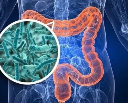 Hệ sinh vật đường ruột