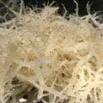 Rong sụn biển làm món gì? Top 10 món ăn ngon từ rong biển