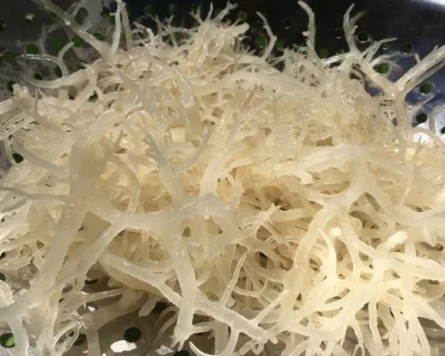 Rong sụn biển là gì